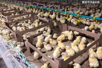 换羽之下的生存困境 强制换羽与家禽销售市场背后的现实