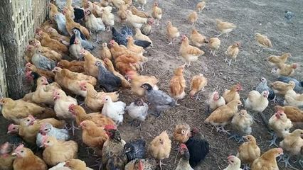 缅甸疫情与社会动态 掸邦政策放宽与多地区病例新增