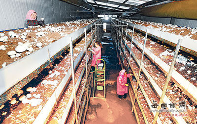 因地制宜发展产业 全力攻坚精准扶贫——以家禽销售为例