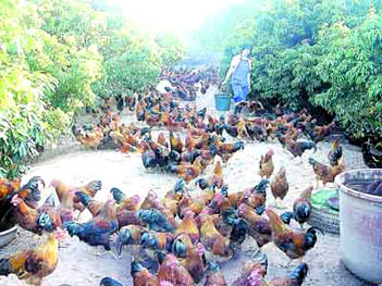 林下生态养殖新篇章 荔枝香里话土鸡