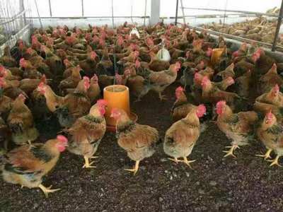 河源K9黄麻鸡苗养殖基地 专业家禽销售与养殖一体化服务