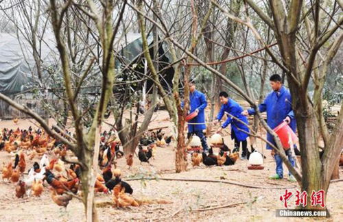 应对返乡农民工创业难题 聚焦家禽销售与农村金融体系革新