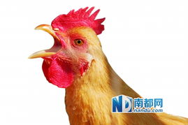 零售户选活禽 屠宰商代屠宰 家禽销售新模式