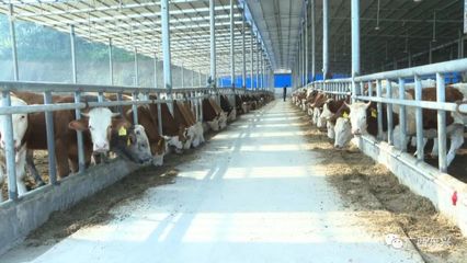 北联村 产业带动脱贫，家禽销售助力乡村振兴