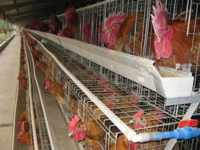 四川生猪年出栏6000万头目标可行性与家禽养殖盈利前景分析