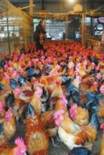 四川全面排查“速成鸡”问题，保障家禽销售安全