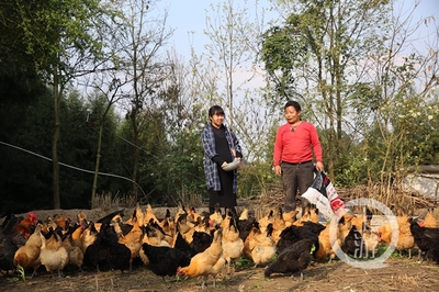 朱明丽的“扶贫经” 以家禽销售促村民比富新风尚