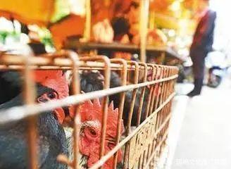 活禽市场 防疫与民生权衡下的挑战与出路
