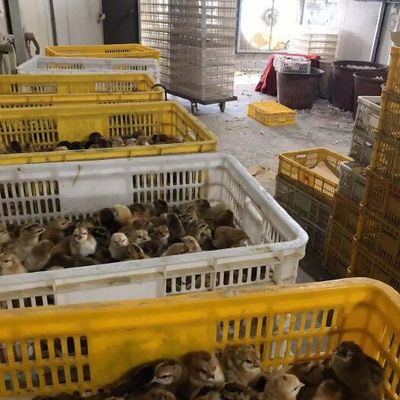 广西9~12月家禽市场 鸡供应与销售分析