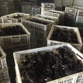 江苏徐州新沂市奋飞家禽电子商务销售中心 鸭苗与家禽销售的专业平台