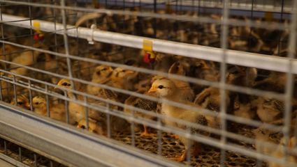 青年返乡创业，养鸡之路带领乡村致富