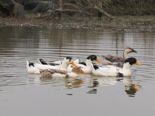 走向我们的小康生活 十八 陈三 身残志坚不低头 脱贫路上勇争先 家禽销售