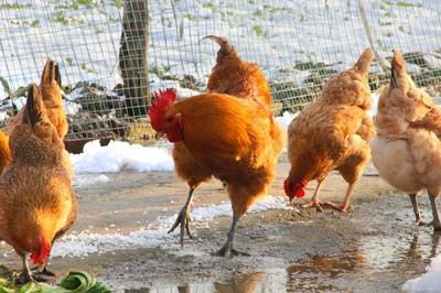 农村养土鸡土鸭，牢记这五点依然能赚钱
