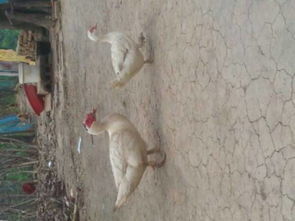 家禽公司命名指南与大全 助力销售业务脱颖而出