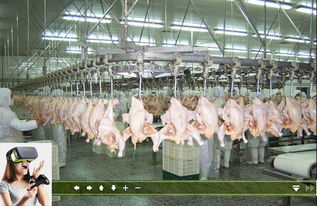 广州家禽销售市场 现状、特点与消费趋势