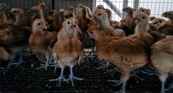 甘肃青脚脱温纯种土鸡苗及瑶鸡批发销售指南