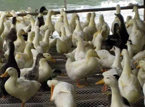 肉鸭养殖 小投资，大市场，高效盈利的养殖新选择