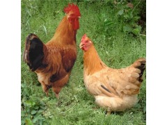 上海家禽养殖厂家直销优质土鸡鸡苗与家禽销售一站式服务