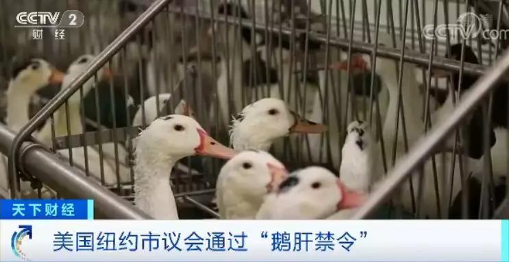 强制填饲 家禽销售背后的残酷现实与伦理反思