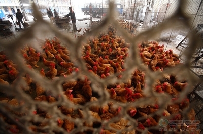 H7N9再发难 禽业或迈入高成本时代